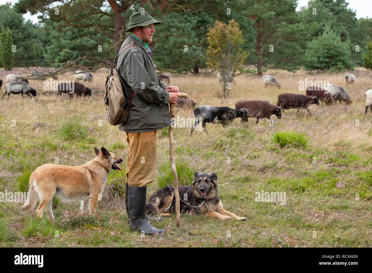Pastore con sheepdogs e gregge sulla brughiera vicino Wilsede, Luneberg, Bassa Sassonia, Germania Foto Stock