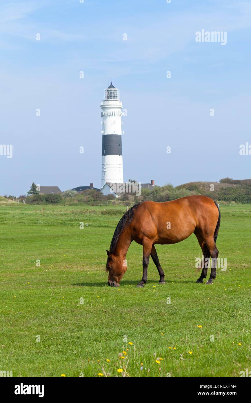 Faro, cavallo, Kampen, isola di Sylt, Schleswig-Holstein, PublicGround Foto Stock