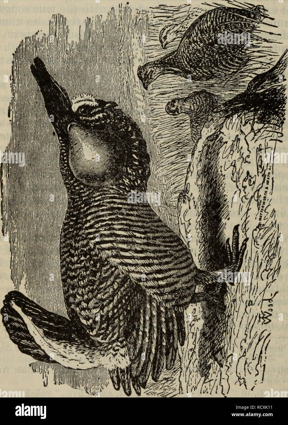 . La discesa di uomo e di selezione in relazione al sesso. Evoluzione; la selezione naturale; eredità; gli esseri umani; selezione sessuale negli animali; dimorfismo sessuale (animali); differenze sessuali. m TSE DISCESA DELL'UOMO. gexes. In Tetrao cuptdo (fig. 39) tlie maie ha due bare^ di color arancione sacchi, uno su ciascun lato del collo ; e queste sono in gran parte gonfiati quando il maschio, durante l'allevamento-stagione, rende il suo curioso suono vuoto, udibile a grande distanza. Audubon si è dimostrato che il suono era. o '2 *E o E- ^ intimat;ely collegato con questo apparecchio (che ci ricorda l'aria-S&cks su ciascun lato Foto Stock