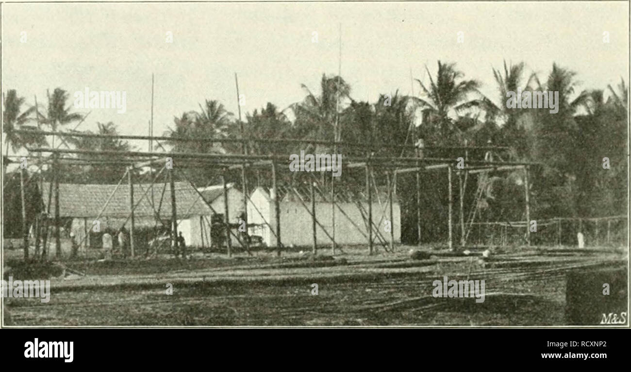 . Der Tropenpflanzer; zeitschrift fr tropische landwirtschaft. Piante tropicali; raccolti tropicali. - 8 - fällen, sondern mufs übrigens das nicht tief in der Erde sitzende Wurzelende ausgraben. Die guerra Dachdeckuug Wellblech, die Wände bestanden aus dickem Hambusgeflecht. An der Innenseite der Wände hatte ich ein dichtes Geflecht aus Stacheldraht angebracht. Dies hat sich als durchaus diebessicher erwiesen, denn die sonst einem Übergriff durchaus nicht abgeueigten Javanen haben mir dort niemals einen ungebetenen Besuch abgestattet. Ein in den Tropen nicht zu unterschätzender Vorteil ist der durch d Foto Stock