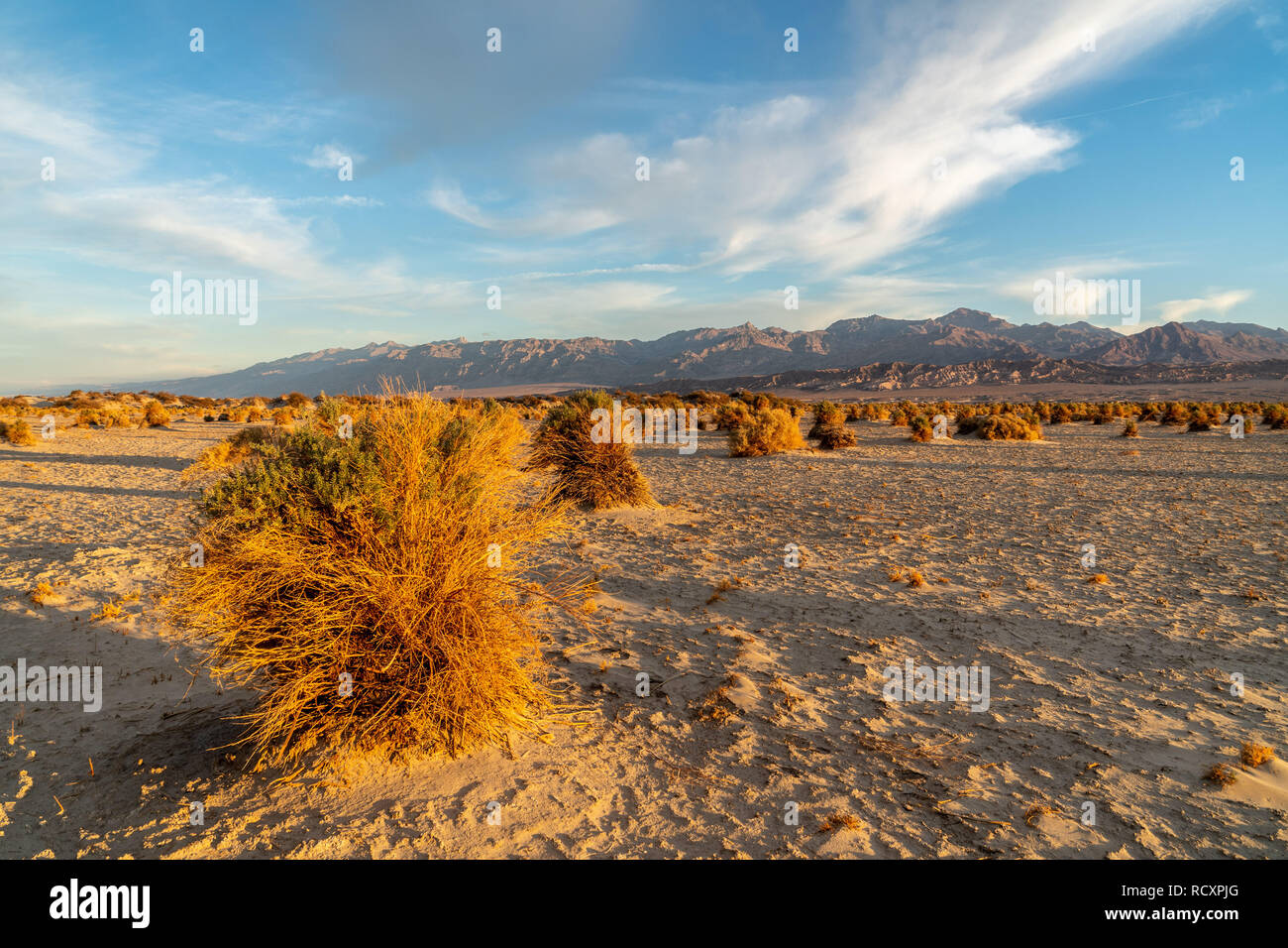 Somigliante a grano su un campo di raccolto, arrowweed piante su cumuli di sabbia, Devil's Cornfield, Parco Nazionale della Valle della Morte, California Foto Stock