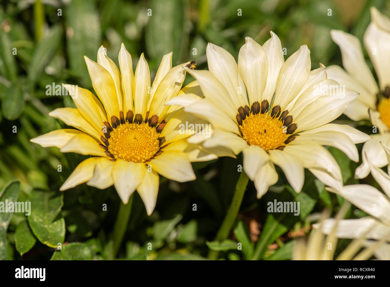 Arte still life colore macro di fiori di un bouquet di fioritura wide open bianco giallo delosperma blossoms,foglie verdi,sfondo naturale Foto Stock