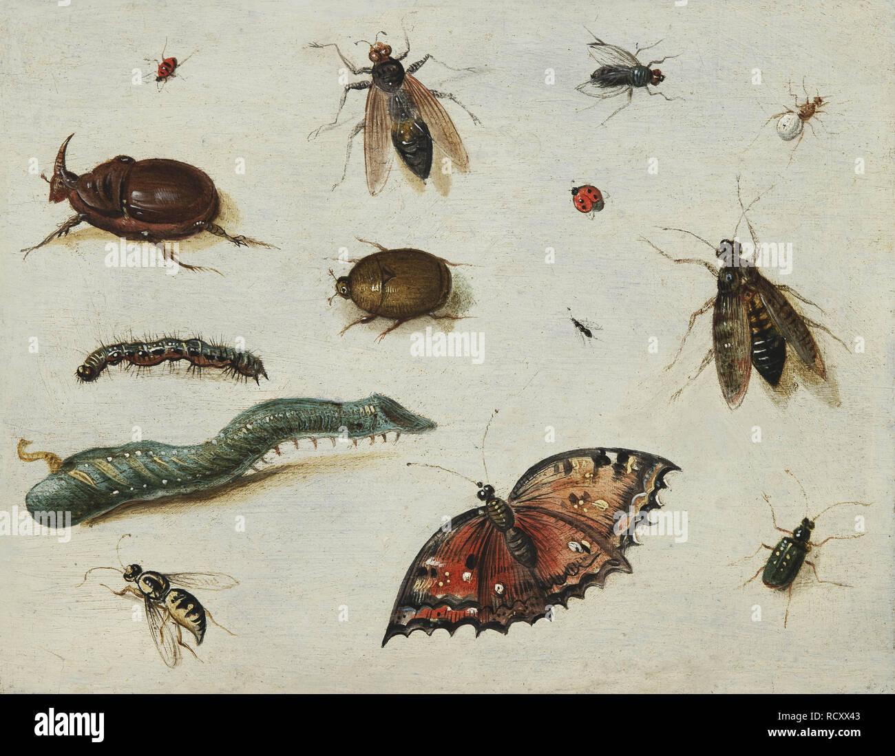 Gli insetti. Museo: Fondation Custodia. Autore: Kessel, Jan van, il sambuco. Foto Stock