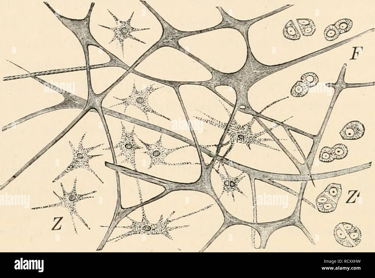 . Testo elementare-libro di zoologia. Zoologia. 38 Parte generale. phora). Il cosiddetto tessuto secreta di giovani Ctenophora, e il tessuto gelatinoso di Medusae e di echinodermi larvse, in cui celle eventualmente migrare, essendo in un primo momento assente, ha una simile relazione (fig. 26).. FIG. 26.-tessuto gelatinoso di Rhizostorua. F, rete fibrosa ; Z, cellule con processi ; Z', lo stesso nella divisione. Reticolare il tessuto connettivo è costituito da una rete di a forma di stella e cellule ramificate, gli spazi di cui contengono un altro tipo di elemento di tessuto. Nel cosiddetto tessuto adenoideo, che funzioni come i supporti Foto Stock