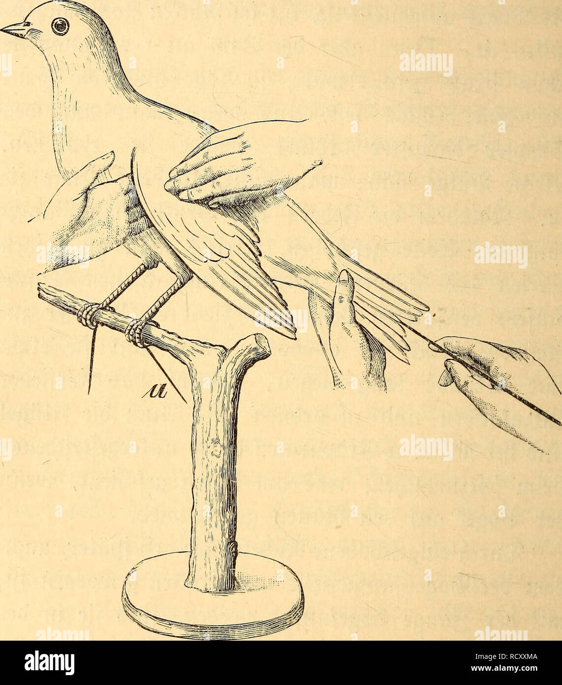 . Der Präparator und Konservator : eine praktische Anleitung zum Erlernen des Ausstopfens, Konservierens und Skelettierens von Vögeln und Säugetieren für Naturfreunde. Esemplari zoologici; uccelli e mammiferi. 66 £ur borläufigen 2h#eünng jtDecfS genauerer £erau§arbeitung ber Sßofition unb gorm bebient. Slbfi. 26. Un ber feitroartg gebogene gufjbvaf)!. l uomo ftdc) bei Heineren Vögeln mit meiner Vorteil Sorffdjnitte, bei größeren ©rböögetn glatter Bretter;. Si prega di notare che queste immagini vengono estratte dalla pagina sottoposta a scansione di immagini che possono essere state migliorate digitalmente per la leggibilità - colorazione e appeara Foto Stock