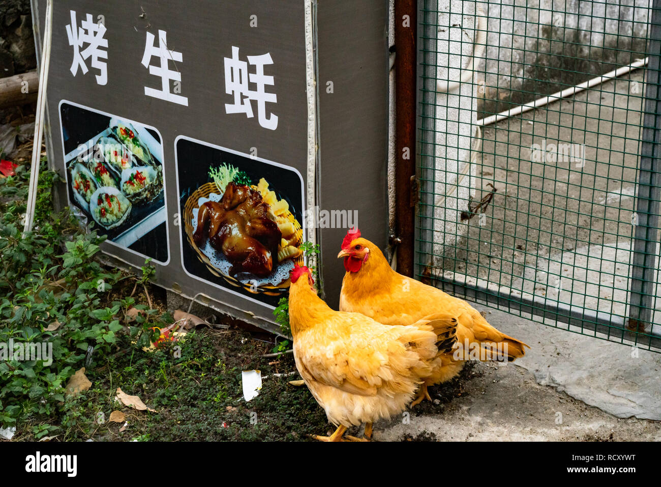 Foto del pollo arrosto nei pressi di polli vivi in Cina Foto Stock