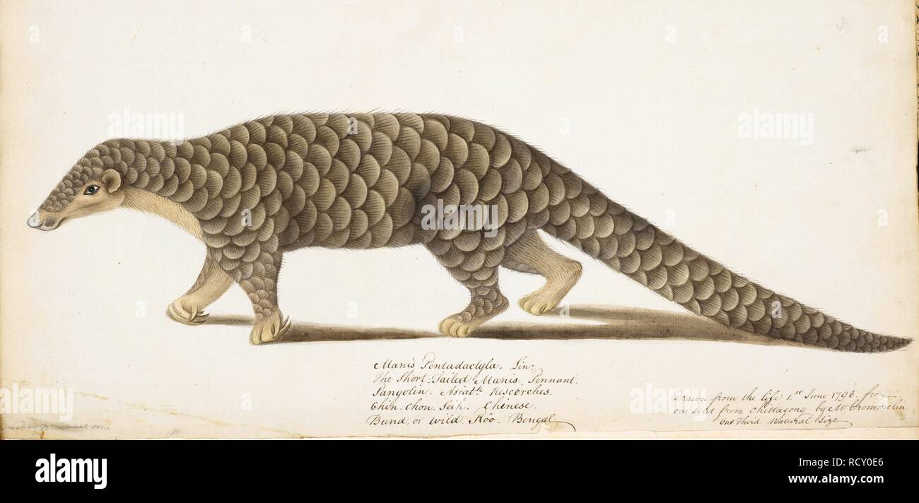 Pangolin cinese â€˜Manis pentadactylaâ€™ anche noto come anteater squamosa o trenggiling. Wellesley album. 1798 - 1805. Acquerello. Fonte: NHD 32/24. Autore: ANON. Foto Stock