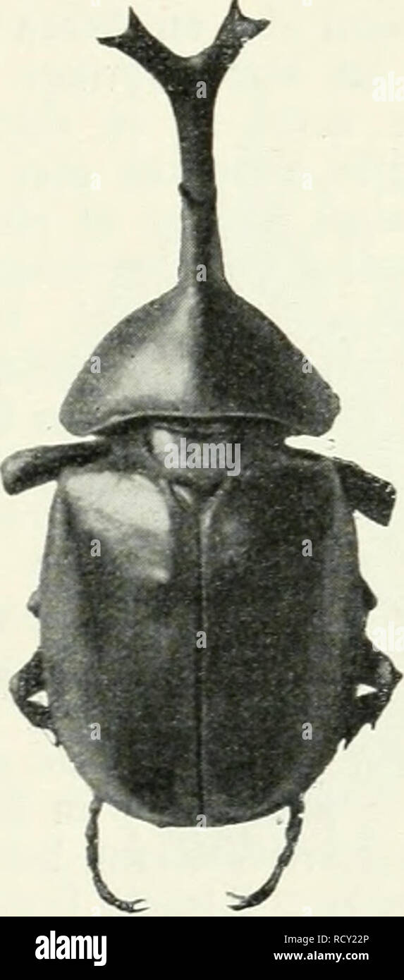 . Der Käfersammler. Caldaia a recupero. von der Redaktion des guten Kameraden. Insetti; gli insetti. 39 g. 2er Kentaur. vArelioii Centauro F., Wmboina, bi§ 10 cm.) 39 g. ipaItf;ornfäfer. (Xylotrupes dichotomus L. Sapau, 5-6 cm.), rjer inbem uomo 4 mm bieten 3ftefftngbraljt ju einem, 15 cm im 3)urdjmeffer Fjattenben Greife biegt. ®ie Gnben bes 3)rafjte§ merben nad) aufjen gebogen unb un eine 6-8 cm lange SRefjtngrjülfe gelötet. Tft Siefe fo meit au ncfjmen, bafj fie unten auf ben Spagiers ftoef ober eine ftarfe Düite geftedt merben fann. 2(n. Si prega di notare che queste immagini vengono estratte dalla pagina sottoposta a scansione immagini t Foto Stock