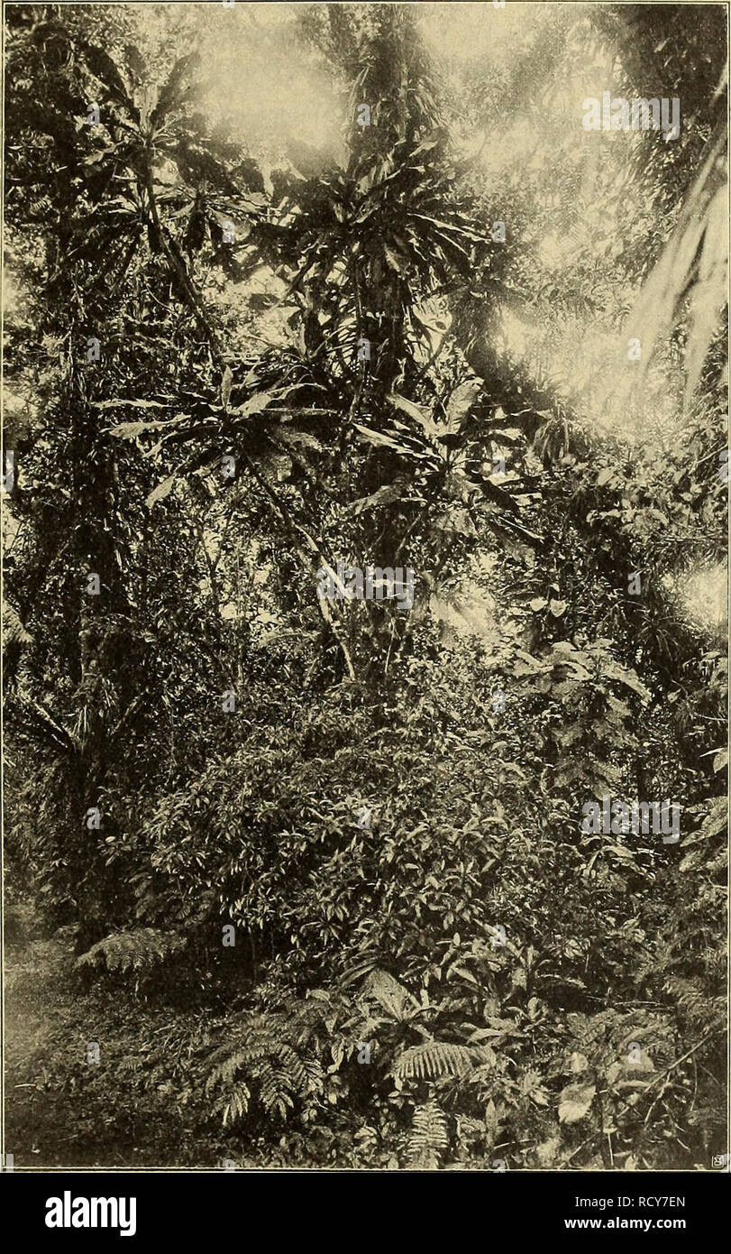 . Denkschriften - Österreichische Akademie der Wissenschaften. Bot.-zool. Ergebnisse von den Samoa- und Salomonsinseln. 367 Insel Upolu: Häutig in den Bergvväldern des Lanutoo, Nr. 1776, 2507. Bei Vailima gegen Tiavi in Wäldern, zirka 400 ;;/ s. m. Insel Savaii: Urwälder des Berges Maungaafi. Ich fand den Baum von mäßiger Größe fast immer verzweigt, in einer Meereshühe von 400 bis gegen 1000 m. Fi". 28.. Sarcocephalus pacificus in der Mitte oben, unten im Vordergrund Psychotria Samoana. Mussaenda Burm. Mussaenda frondosa Linn., Spec. impianto., p. 177. - Sembrano., Flor. Vit., p. 123. Illustr. fl. in Foto Stock