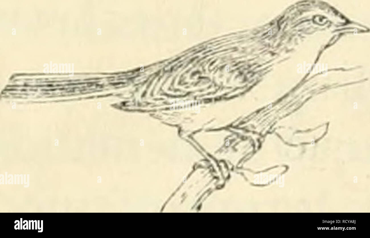 . Der Ornithologische Beobachter. Gli uccelli; uccelli. - 191 - Eines scheint mir zwischen Vögehi luid Säugetieren ver- schieden zu sein, nänihch dass man einen Vogel, nur aus- nahmsweise zum Gehorsam erzielien kann. Alles Kufen nützt nichts, wenn der Vogel keinen eigenen Vorteil des Konmiens einsieht und Strafen direktes dei- Vögel ausgeschlossen ist. Dieser Unterschied mag stannnesgcschichtlich begründet sein. IX. Schlussbemerkung. Wir sehen, dass Die Vögel hochstehenden viele psychische Eigenschaften haben, die den menschlichen überraschend ähn- lich sind oder mit menschlichen parallelo gehen. Freu Foto Stock