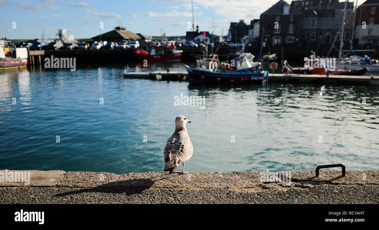 Seagull a Padstow Foto Stock