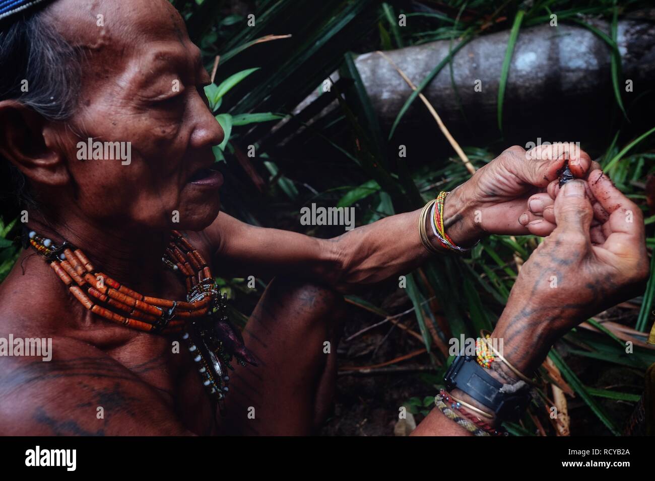 Muara Siberut, isole mentawai / Indonesia - 15 AGO 2017: Tribal stati Toikot larve di raccolta da un caduto sago albero nel mezzo della giungla Foto Stock