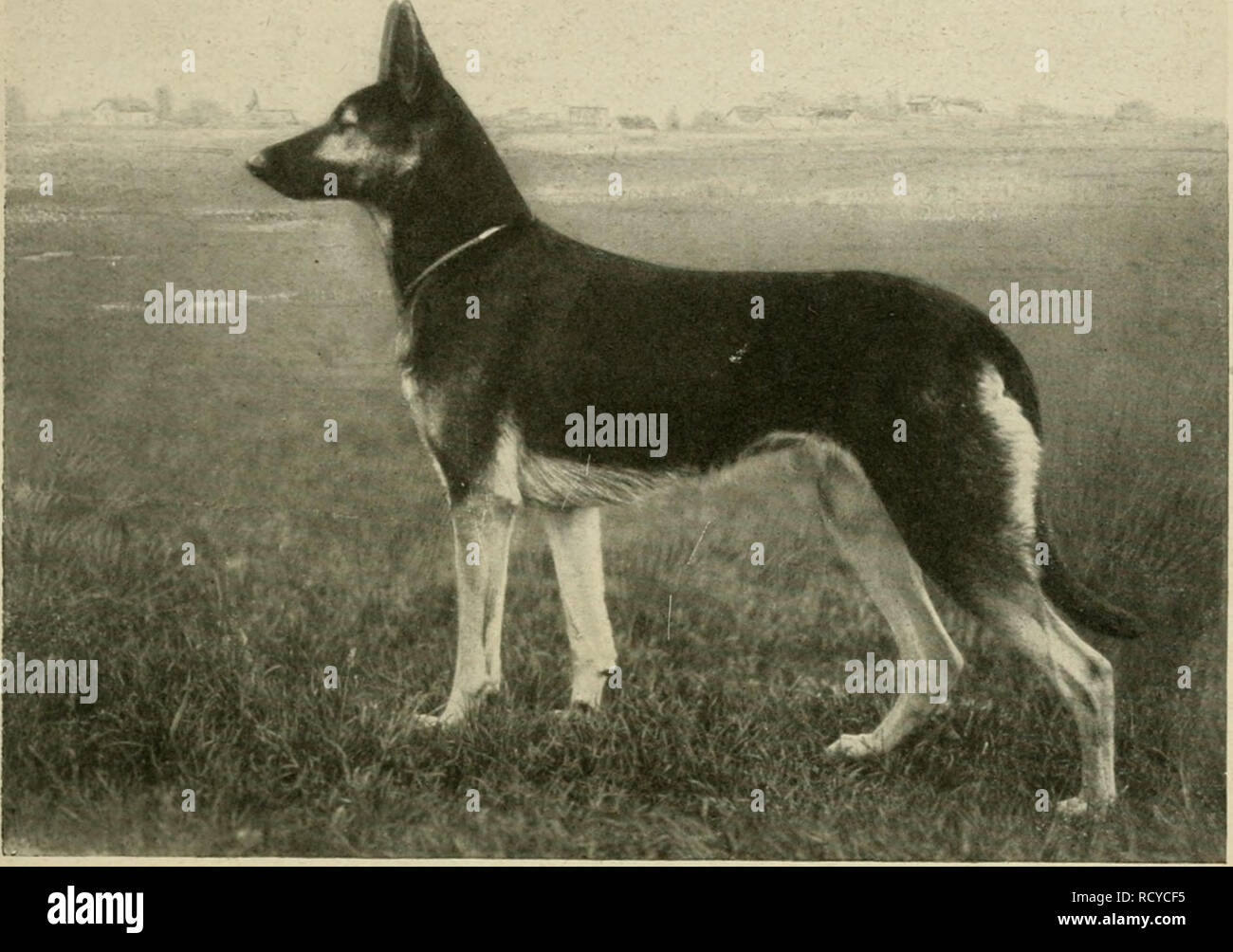 . Der deutsche Schäferhund in Wort und Bild. Pastore Tedesco cani. Starfenburg, tD. Spielmann f, (Brofe^Stein^cim a. lU). aus Bella oon Starfenburg nad? F}ein3 oon Starfenburg (beiöe md}t eingetragen!) GE3Üd?tet, ^a 3U ©ro^oätern öen ^oranö=SoI?n fjeftor oon Sd]U)aben S3. 13 unö öen £}oran6=Doppeienfel Beoroulf S3. 10; 3ur Doppelt grofemutter aber £ucie oon Starfenburg S3 131, öie als ^ocbter oon PoIIuf S3. 151 unb prima S3. 152, wk mir oben gejeljen, ebenfalls f}oran6^BIut füljrt. "Diefes £}oranö^Starfenburg=Blut l?in öer 3ud]t öer legten 3a^re ungemein [tarte Dertretung gefunöen. Xlad} ö Foto Stock