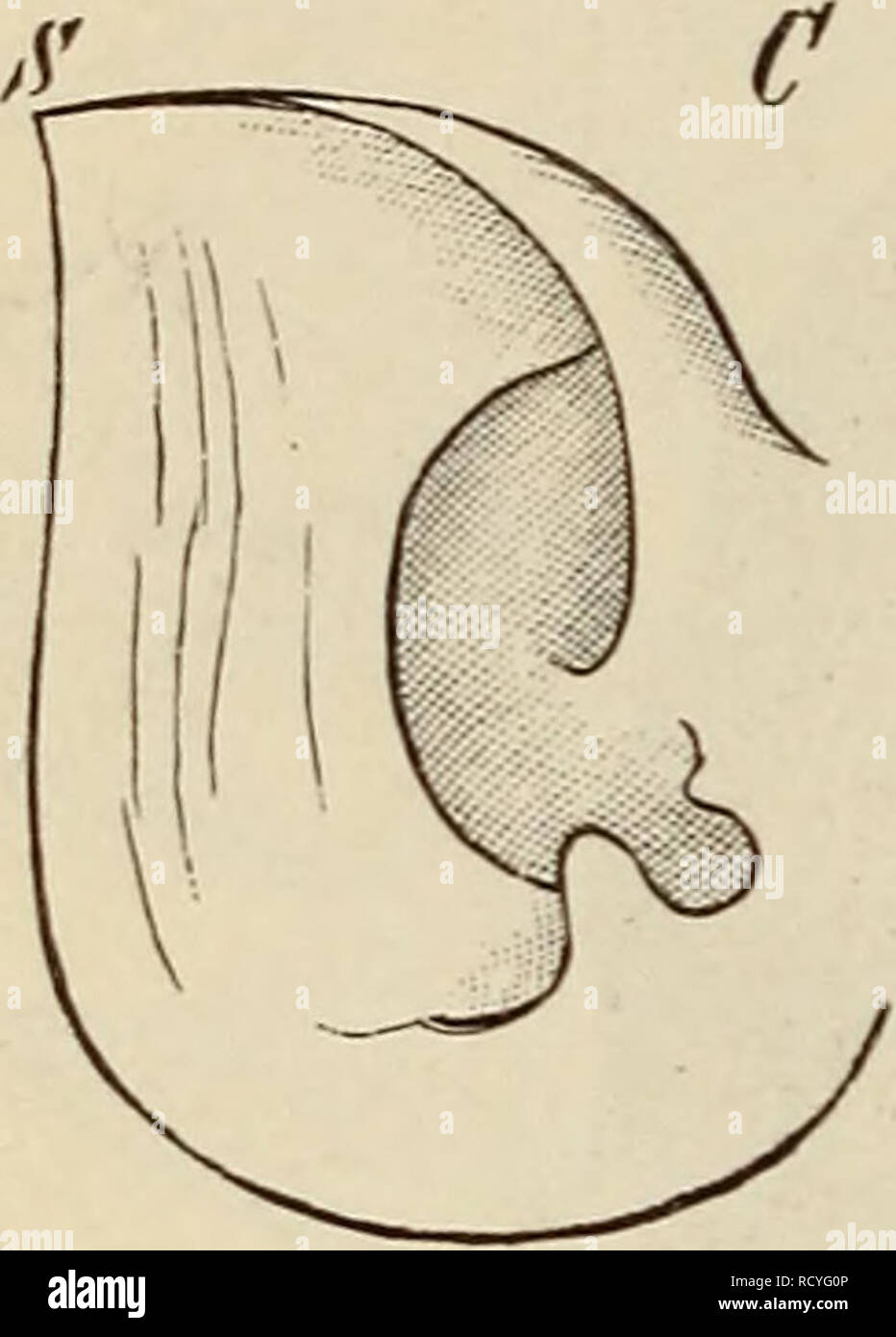 . Der Bau des Menschen als Zeugnis für seine Vergangenheit. Gli esseri umani; anatomia di confronto. . Si prega di notare che queste immagini vengono estratte dalla pagina sottoposta a scansione di immagini che possono essere state migliorate digitalmente per la leggibilità - Colorazione e aspetto di queste illustrazioni potrebbero non perfettamente assomigliano al lavoro originale. Wiedersheim, Robert, 1848-1923. Tübingen, H. Laupp Foto Stock