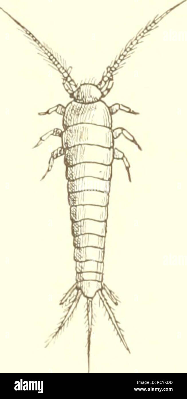 . Sistema Das der lepismatiden. Lepismatidae; Thysanura. - 115 - le torace, egaux en longueur, ont leurs angoli arrondis posterieurs; le premier recoit La tete dans une echancrure concavo, grandi et peu profunde; une pareille echancrure dessine sor bord posterieur ainsi que celui des deux suivants segmenti. La tete est d'onu brun noirätre uniforme; les antennes plus courtes que le corps, d'onu brun plus clair; les palpes et les pattes" jaunes. Les segmenti thoraciques sont posterieurement bordes de blanc vif et ceux de 1'addome de vert opaca; le cinquieme addominale del segmento offre deux fermagli Manch Foto Stock