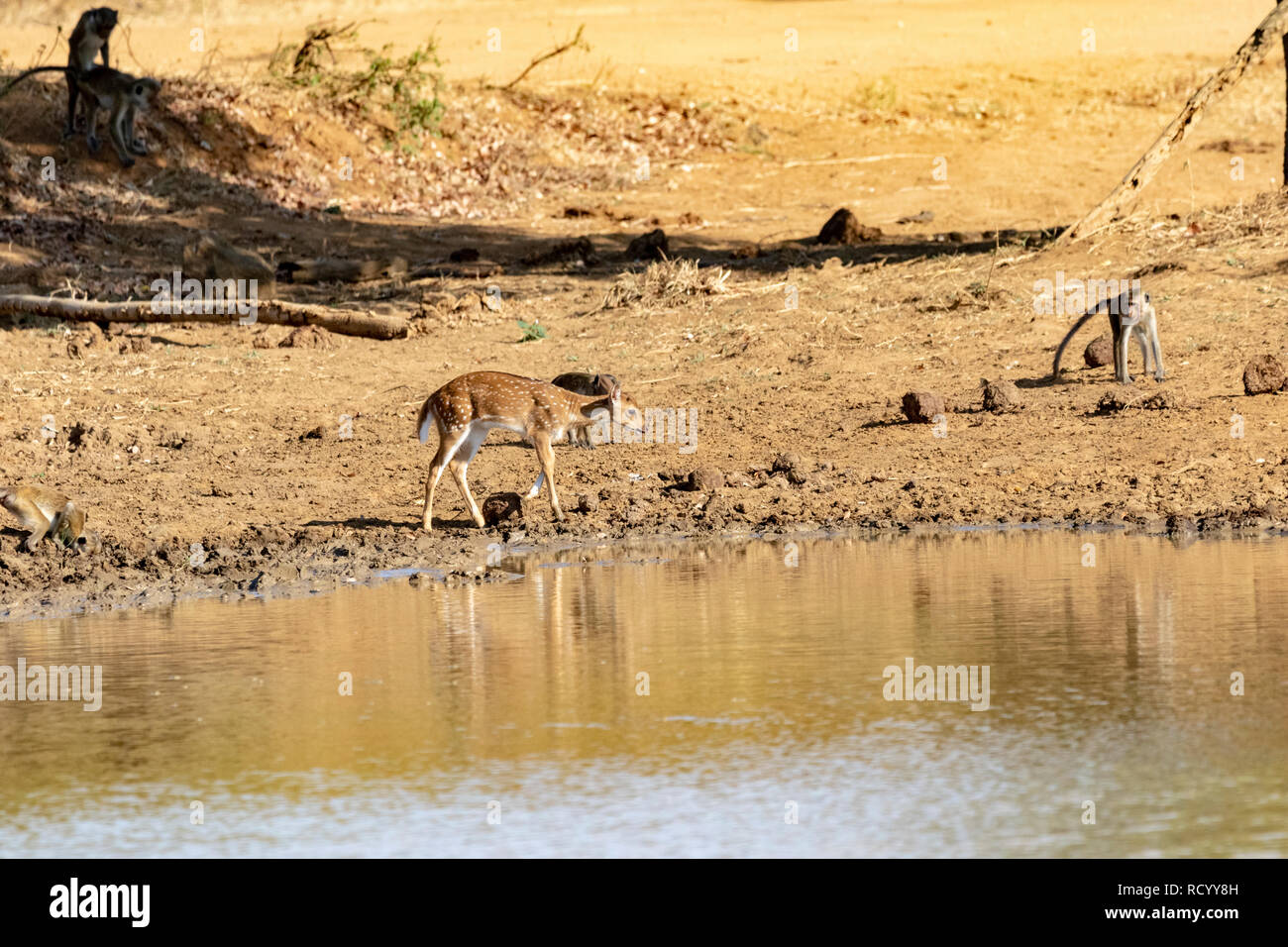 Safari su Sri Lanka Udawalawe Foto Stock