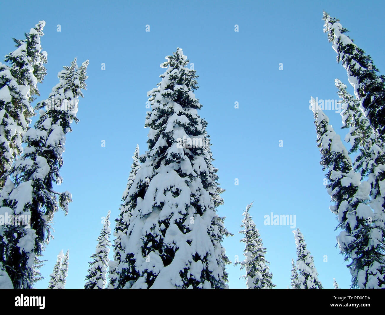 Snowcovered alberi in Bugaboos, una gamma di montagna nelle montagne di Purcell, Bugaboo Parco Provinciale, Britisch Columbia Foto Stock