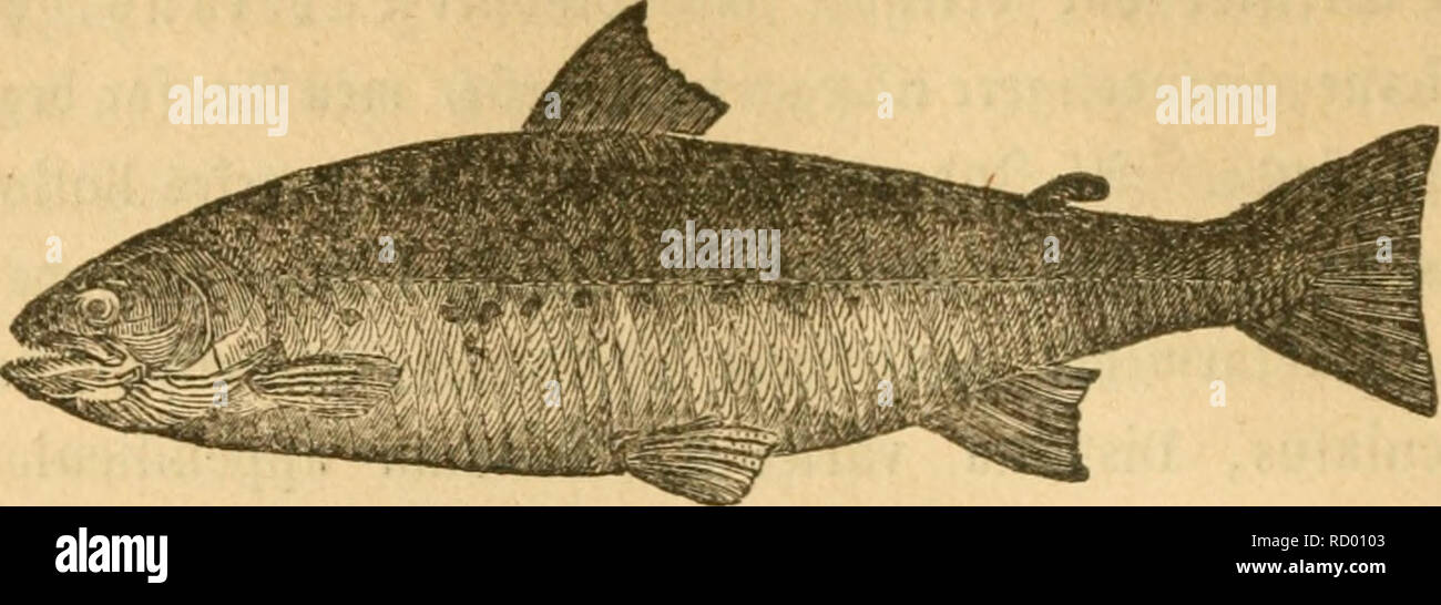 . Danmarks fiske. Pesci. 582. iivtimøfvH. J^ocebeté Ccengbe tnbe^olbeé fem ©un^e ho Siotanaengben, uomini er nocjet minbre enb ben ftørfte ^øjbc. ^cenber lancjé ben ftørfte X)anguilla af ^Moitg- ffjcerbenet ^ioeberne af naeften Itije Scengbe, etter Unberfjceben tibt teender enb D"er!j[aeben. Otter* f jcebcbenet naaer tffe, efterot 2)2er unben tilluffet, meb fin bagefte @pibfe ^en nnber ©jeté bagefte 3f^anb. @Jceltetaageté :Dete nceften af gor^otb fom i)f&GT;^ Saren. 33r9ftftnnené Saengbe ubgjor om^ Trento |- af §o"ebeté Scengbe. 9?9gfinnen(5 femte ©traate ben tcengfte 03 noget teender cnb^J^Ofinnen6 Scengb Foto Stock