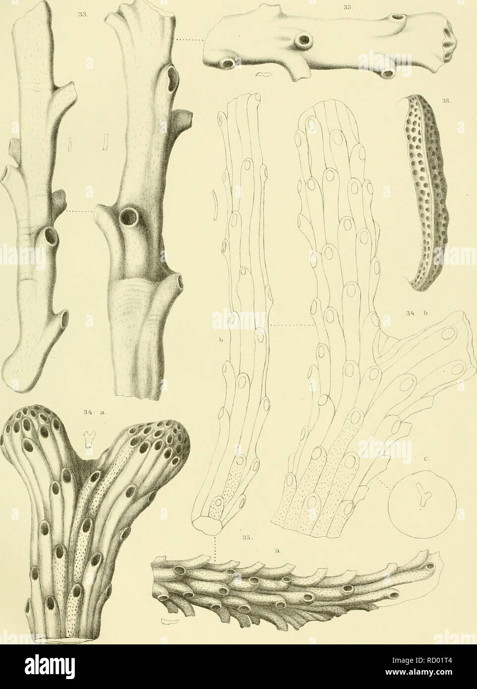 . Denkschriften der Kaiserlichen Akademie der Wissenschaften / Mathematisch-Naturwissenschaftliche Classe. La matematica e la scienza. A.jAIanzoni: Briozoi fossili del Miocpiie d'Anstria ed Umjheria. Taf. K.. K.lt-Hol-u.Staatsdruckerei. Msnio'miiaclKiHai.qei. R Schöiui Ütli, Fig.33.Entalofhorc, anemala R^s. Fig. .H.FusOüopora pabtiata Bk.Ficjjri.Pnstul.jndcheaa Rss.Fig.36.JIesenteriporaeudesUma..V.EDW. Denkschriften d.kJVkad.d.WmatTi.naturw.OasspXXXnK. Bd.II.Al)ÜI.l878.. Si prega di notare che queste immagini vengono estratte dalla pagina sottoposta a scansione di immagini che possono essere state migliorate digitalmente per la leggibilità - colore Foto Stock