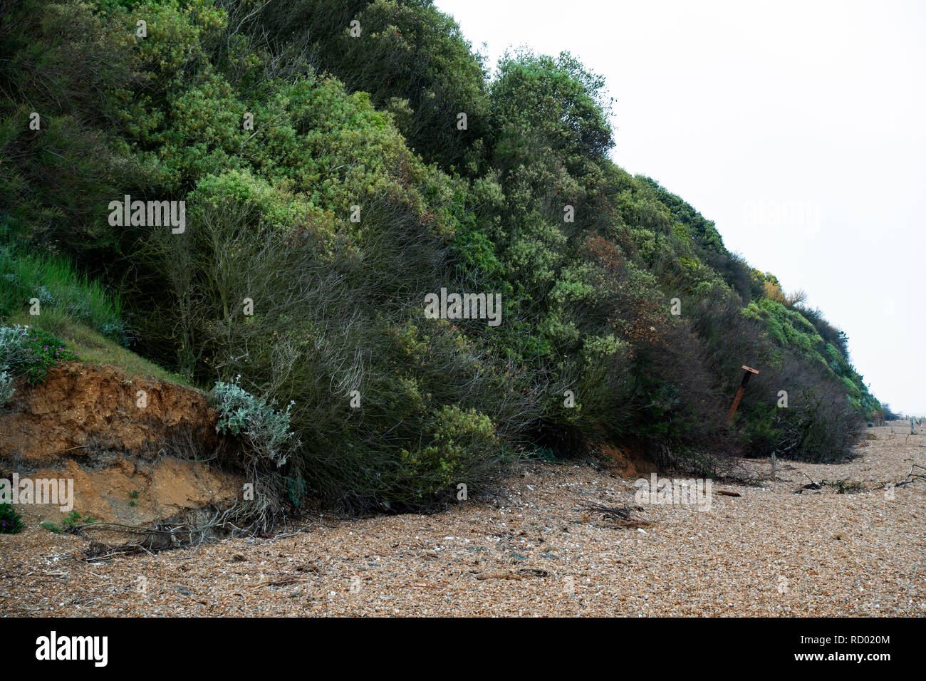 Vegetò scogliere, Bawdsey traghetto, Suffolk, Regno Unito. Foto Stock