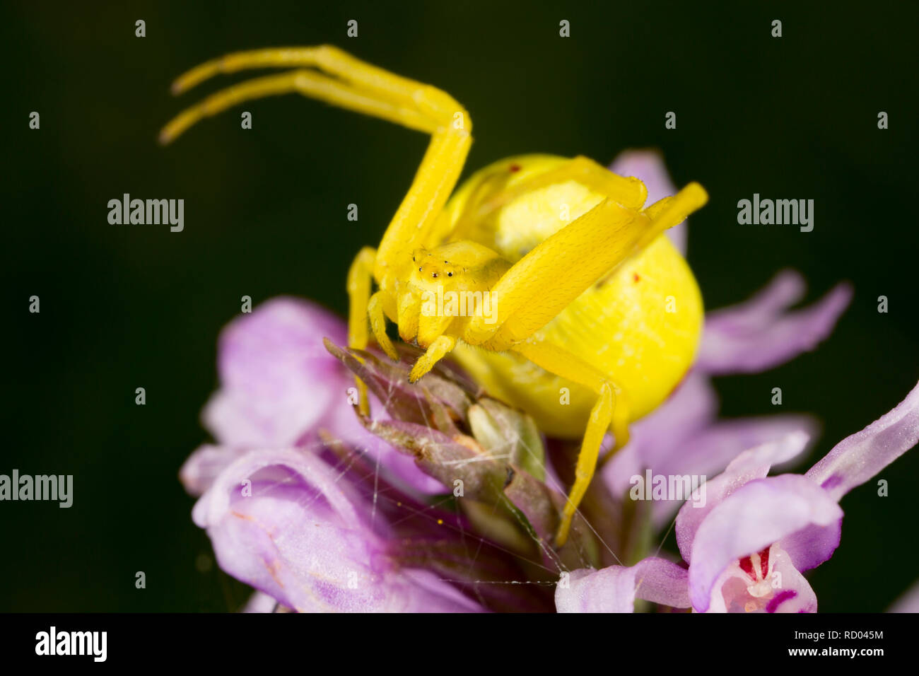 Un giallo ragno granchio appollaiato sulla cima di un'orchidea in attesa di prede. Il Dorset England Regno Unito GB Foto Stock