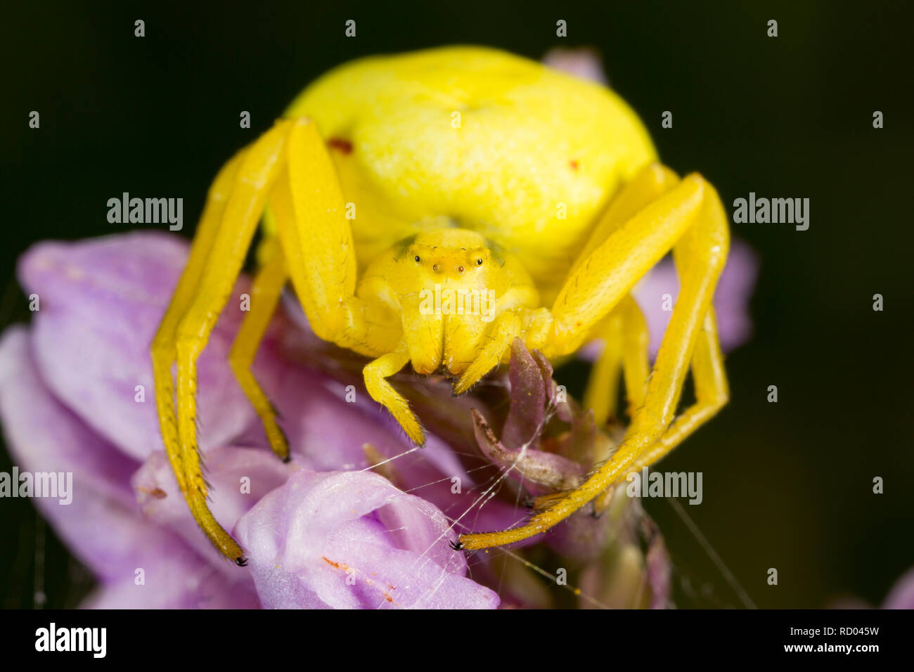 Un giallo ragno granchio appollaiato sulla cima di un'orchidea in attesa di prede. Il Dorset England Regno Unito GB Foto Stock