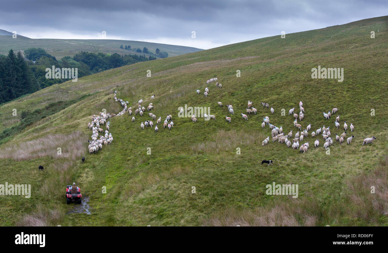 Raccolta di pastore del gregge di pecore hill off moorland in autunno vicino Ravenstonedale, Cumbria, all'interno del Yorkshire Dales National Park. Foto Stock