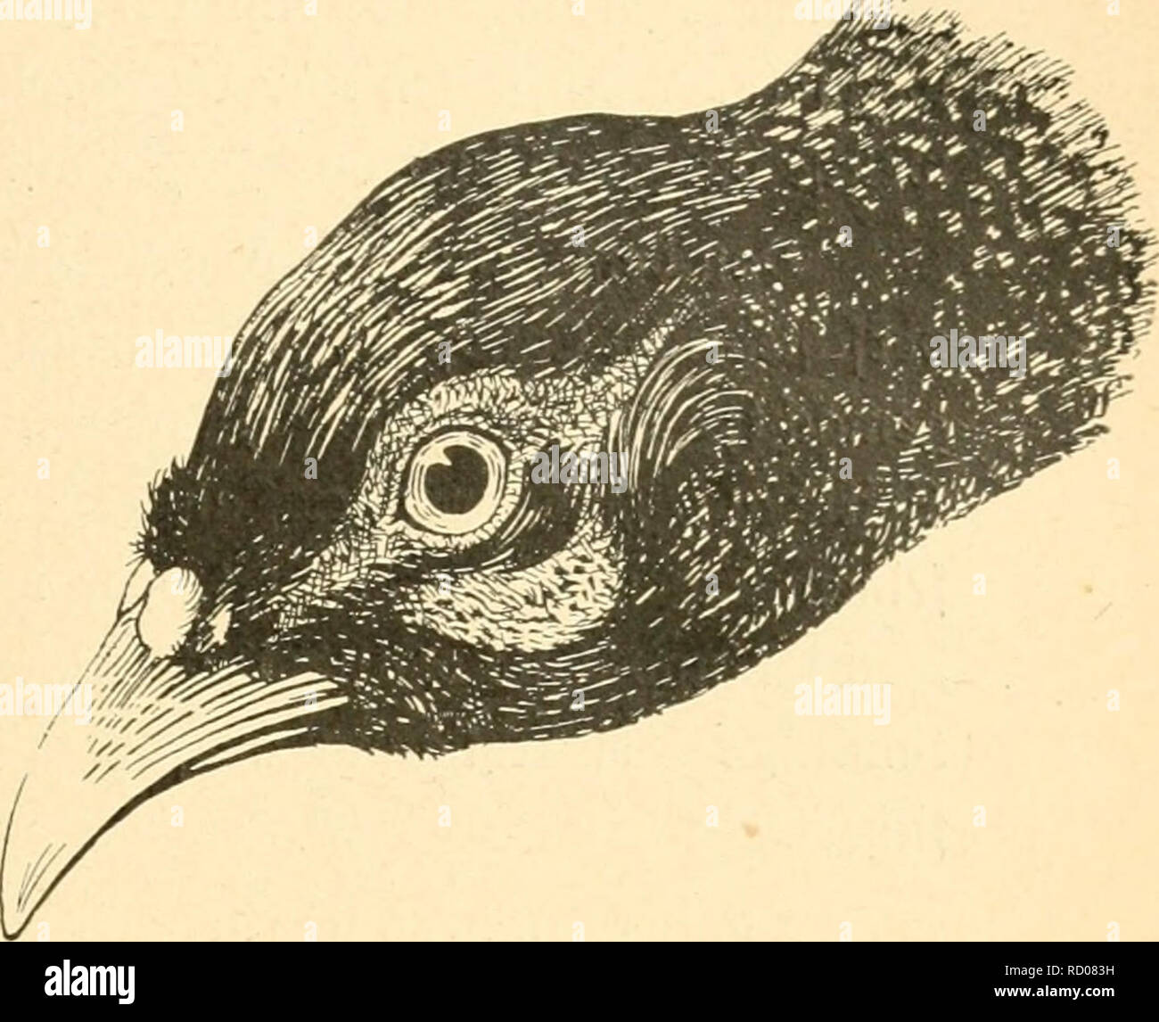 . Der Fasan in Bayern : eine Historische und Zoologische darstellung. Fagiani; uccelli ornamentali; Fasianidi. Heirtl feine £uft scommettere Welt ift alfo angcnel^m, Keirt Carti) 3ur ^äqetci wie Sayertt fo bequem irtart tjört iDie f rcmbe felbft, 9003 otjne groang befennen, Dag Sayern (cy mit Kedjt Dianens Si^ 3U ncnrtert. Don bcr 3<J9Ö- (IHattjios €ttjentjuebcr aus "Cuvilliers"). ,,Je veue ä Dieu ... et en apprez aux Dames et au faisant" [d'jmoi- im 3abi-c ^^5^^ ^ci* f^crsog pi^ilipp von Burgun^ unb Brabant, um [eine ftctc ^crcitfd^aft 5um Kampfe gegen ^ie ölüi-fen 5U== !räftigen. 53 Foto Stock