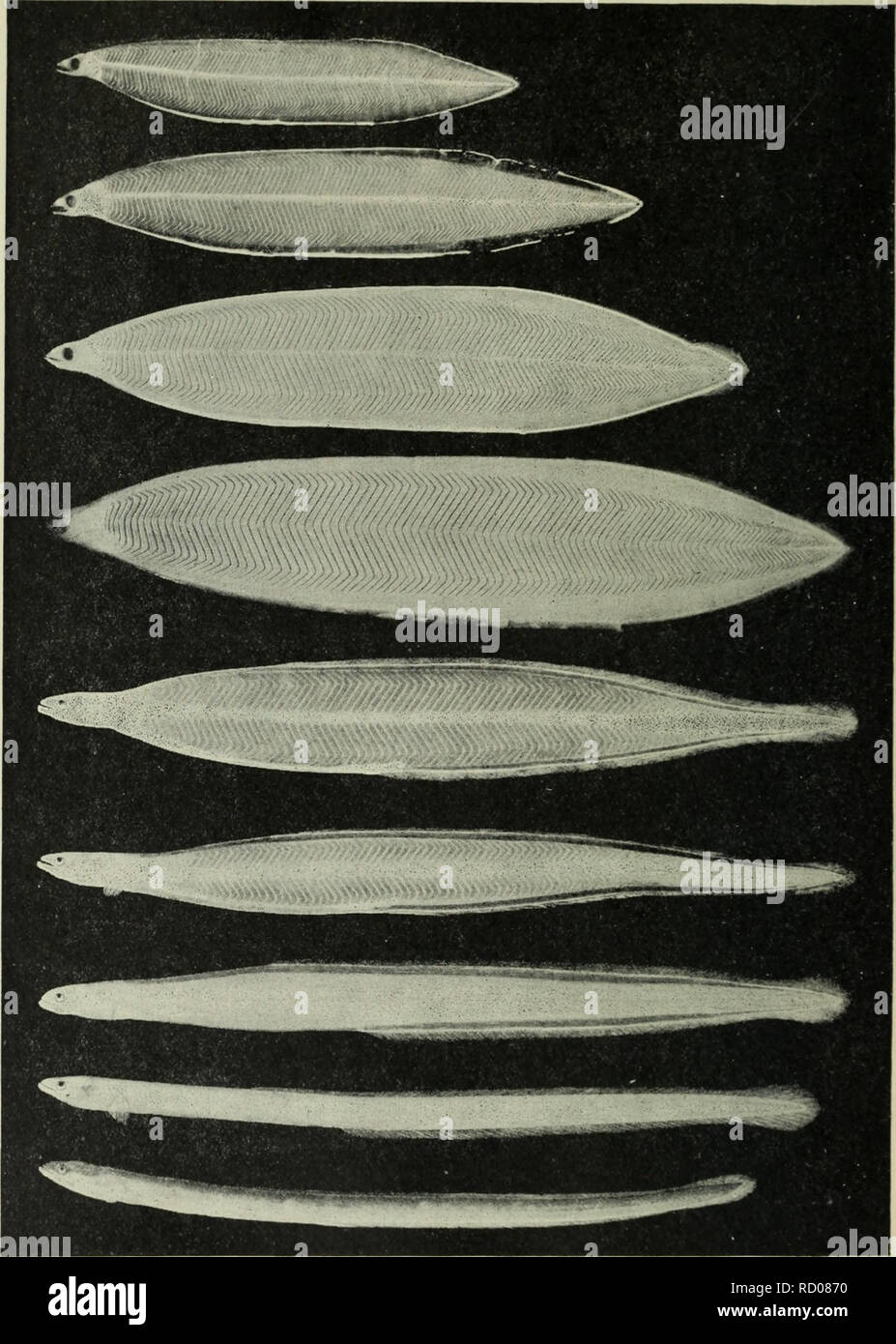 . La profondità dell'oceano; un conto generale della scienza moderna di oceanografia in gran parte basato su ricerche scientifiche del norvegese vaporizzatore Michael Sars nel Nord Atlantico. Oceanografia. 752 abissi dell'oceano lungo (vedere Fig. 548). In questa località abbiamo catturato anche piccole. Fig. 550. Fasi di sviluppo del comune [Anguilla Anguilla vulgaris, L.). (H*") (le cinque cifre più basse da Schmidt.) fasi di leptocephali appartenenti al comune anguilla e Synaphobranchuspinnatus (vedere Fig. 549). A nord della linea da. Si prega di notare che queste immagini vengono estratte dalla pagina sottoposta a scansione immagini th Foto Stock