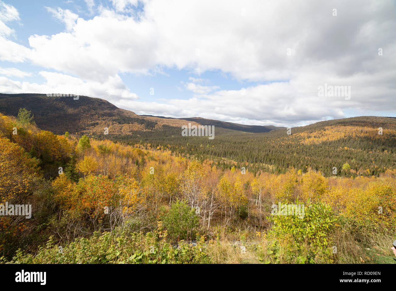 Il fogliame autunnale in Gaspésie National Park (Parc National de la Gaspésie) sulla penisola di Gaspé del Quebec, Canada. Le foglie sono in una moltitudine di un Foto Stock