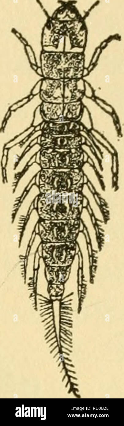 . Lezioni elementari su insetti. Gli insetti. NEUROPTERA 93 con un orl fly larva in mano, nota: 1. La larga testa liscia. 2. La snella antenne e occhi piccoli. 3. La grande e mordere le ganasce. 4. Lo scavo gambe anteriori. 5. I filamenti laterali sporgenti come "buttafuori" ai lati dei primi sette segmenti addominali, una coppia su ciascun segmento. 6. La lunga coda rastremata.. Fig. 36.-La larva Ix.Ho oftheorlfly.. Si prega di notare che queste immagini vengono estratte dalla pagina sottoposta a scansione di immagini che possono essere state migliorate digitalmente per la leggibilità - Colorazione e aspetto di queste illustrazioni non possono Foto Stock
