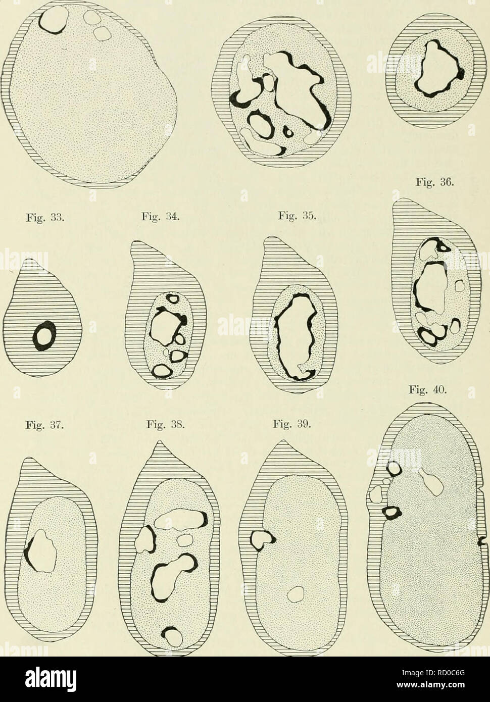 . Der Aufbau der Skeletteile in den freien Gliedmassen der Wirbeltiere; Untersuchungen un urodelen Amphibien. - 126 - Fig. 30. Fig. :Ii. La fig, 32.. Le Figg. 30-40. Menopoma alleghaniensis, Radius. Querschnitte aus einer Serie, Fig. 30 ist 27 Schnitte vom proximalen, Fig. 40 ist 25 Schnitte vom distalen dia- physenende entfernt, Schemata. Vergr. 47,5:1.. Si prega di notare che queste immagini vengono estratte dalla pagina sottoposta a scansione di immagini che possono essere state migliorate digitalmente per la leggibilità - Colorazione e aspetto di queste illustrazioni potrebbero non perfettamente assomigliano al lavoro originale. Eggeling, Heinrich von, 186 Foto Stock