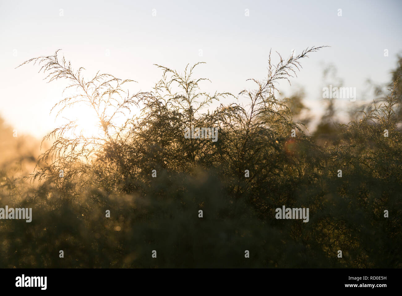 Rugiada di mattina su piante di felce, Stati Uniti Foto Stock