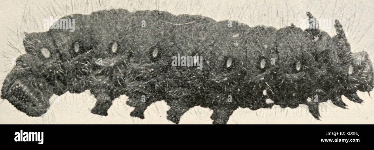 . Entomologia elementare. Gli insetti. Le farfalle e falene 217. FIG. 345. Caterpillar della falena imperiale (Basilona itnperialis}. (Dimensione naturale) Sommario dei lepidotteri farfalle. Giorno volantini. Antenne clubbed. Ali tenuto verticalmente. Skippers (Hesterma). Antenne agganciato. Vero farfalle (Papilionina). Coda forcuta farfalle (Papilionidae). Il bianco e il giallo farfalle {Picridae). Gossamer-winged farfalle (Lycaenidae}. A quattro zampe (farfalle Nymphalidae). Falene. Notte volantini. Le antenne non clubbed. Ali detenute piatta. M icrolepidoptera. La famiglia (Tineidae). Foglia-minatori, vestiti falene, et Foto Stock