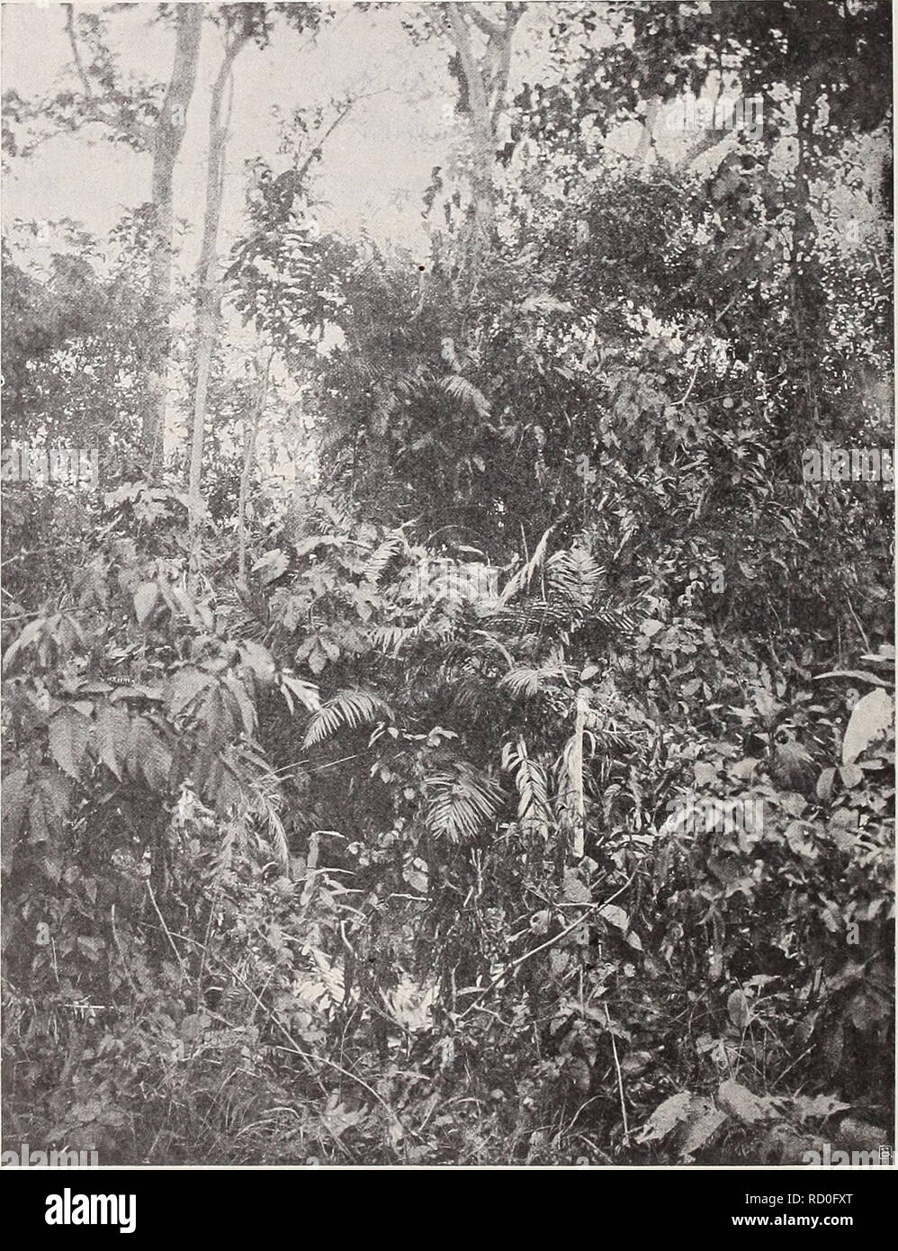 . Denkschriften - Österreichische Akademie der Wissenschaften. 470 K. Rechingev, N. S. Dryopteris megaphylla C. Chr., Ind. p. 277 (1905). Syn.: Nephrodium pennigerum Moore, Ind. p. 100 (1858). - Hooker, Synops. Filic, p. 292 (1868). - Schum.-Lauterb., 1. c, p. 113. -- Diels in Engl., Natürl. Pflanzenfam., Bd. I, 4, p. 179. Salomonsinseln: Insel Bougainville. In schattigen Urwäldern von Kieta landeinwärts. No. 4725, 3887, 4775. Großer erdbewohnender Farn. Fig. 3.. Insel Neupommern. Link: Leea sambucina W. In der Mitte: Dryopteris unita O. K. * Dryopteris sagenioides O. Kuntze, Revis. gener. Foto Stock