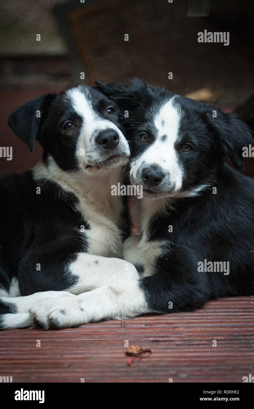 Due Border Collie cuccioli seduti insieme nel giardino della loro casa nuova Foto Stock
