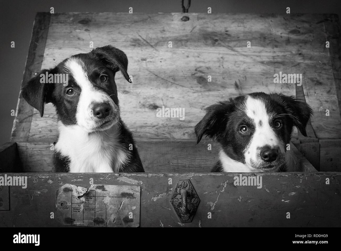 Due Border Collie cuccioli guardando fuori da una grande cassa di legno Foto Stock