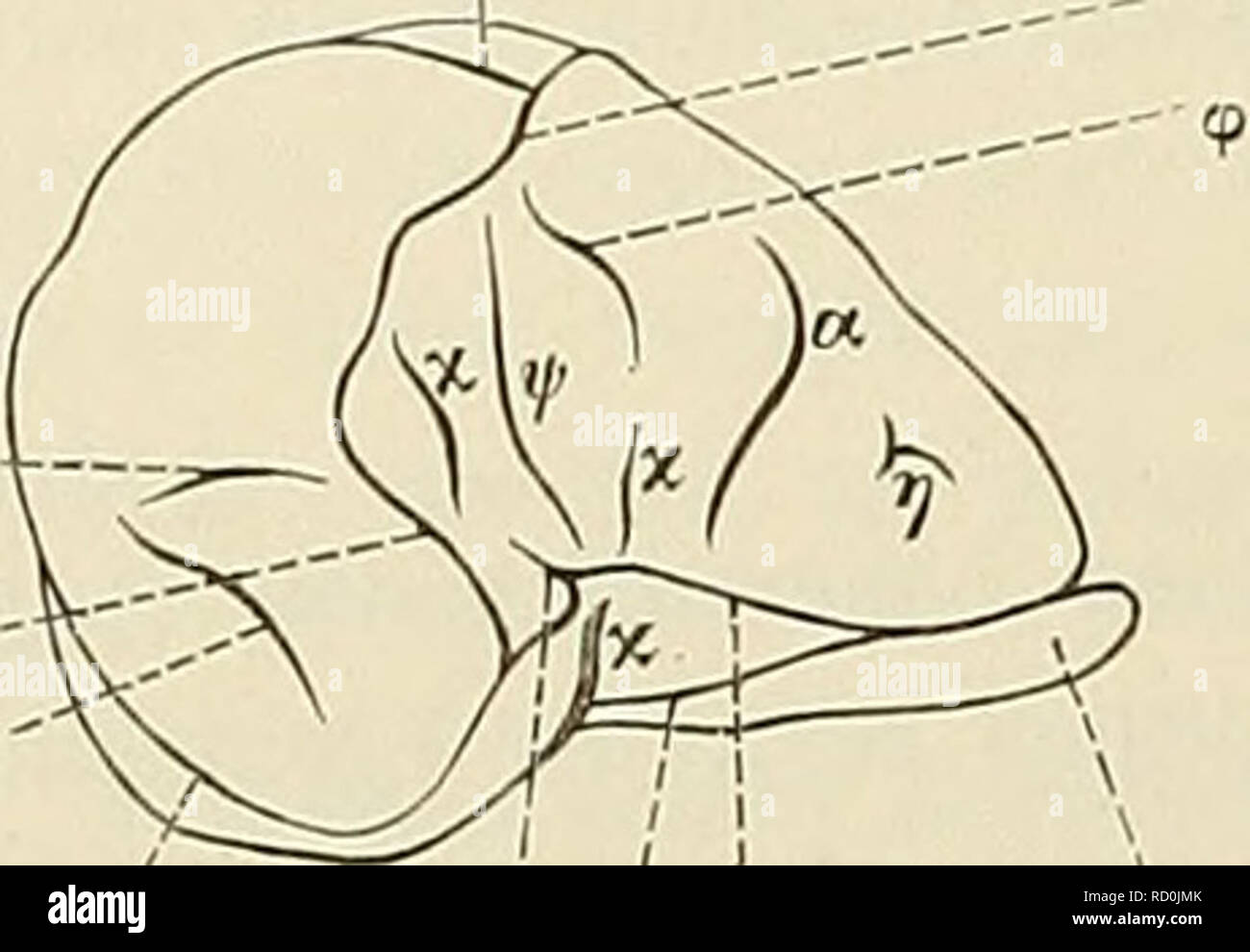 . Denkschriften der Medicinisch-Naturwissenschaftlichen Gesellschaft zu Jena. 7o Das Centralnervensystem der Monotremen und Marsupialier. 70. Frhlp FS Trw Frhla Lo Fig. 54. Macropus ualabatus. Late- rale Convexität. Natürl. Grösse. Ueber die Bedeutung der griechischen Buch- stava ist der Text zu vergleichen. Frhla, Frhlp Fissura rhinalis lateralis ant. bezw. post., FS Fissura Sylvii, Lo Lobus olfactorius, T&GT;-w Tractus laterale- wurzel. Die mit 1 bezeichneten Furchen sind Gefässfurchen. Furche die Richtung von FS wieder auf. Die Furche ß ist auf allen Hemisphären sehr stark ausgeprägt und s Foto Stock