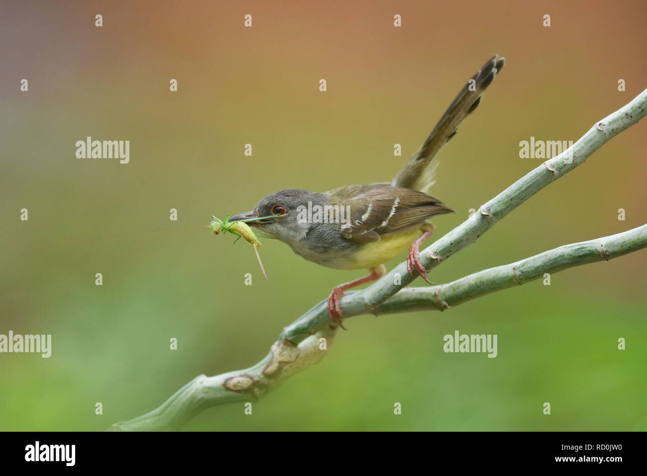 Bar-wing Prinia bird portante un grasshopper nel suo becco, Indonesia Foto Stock