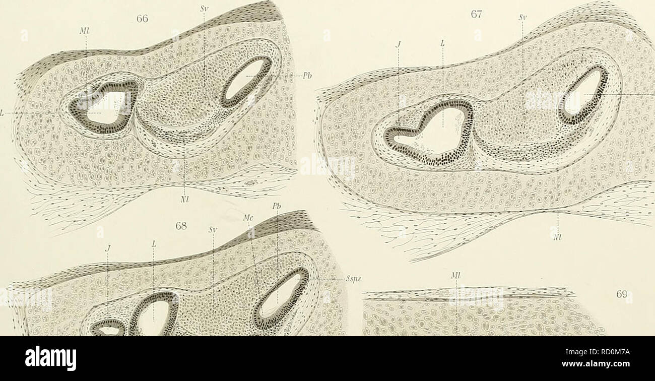 . Denkschriften der Medicinisch-Naturwissenschaftlichen Gesellschaft zu Jena. Alexander. Jnneres Gehörorgan vEchidna JEN.DENKSCHRIFTEN Bd.l,2 Semon. Forschungsreisen Bd.IH.2 Taf.XIll.. -N, y*:""""&GT;v gj. Si prega di notare che queste immagini vengono estratte dalla pagina sottoposta a scansione di immagini che possono essere state migliorate digitalmente per la leggibilità - Colorazione e aspetto di queste illustrazioni potrebbero non perfettamente assomigliano al lavoro originale. Medizinisch-naturwissenschaftliche Gesellschaft zu Jena. Foto Stock