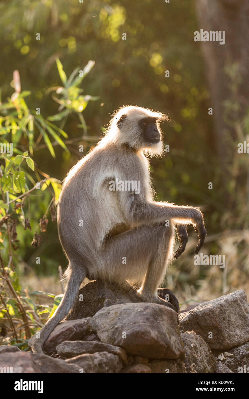 Un ritratto di un grigio scimmia langur , India Foto Stock