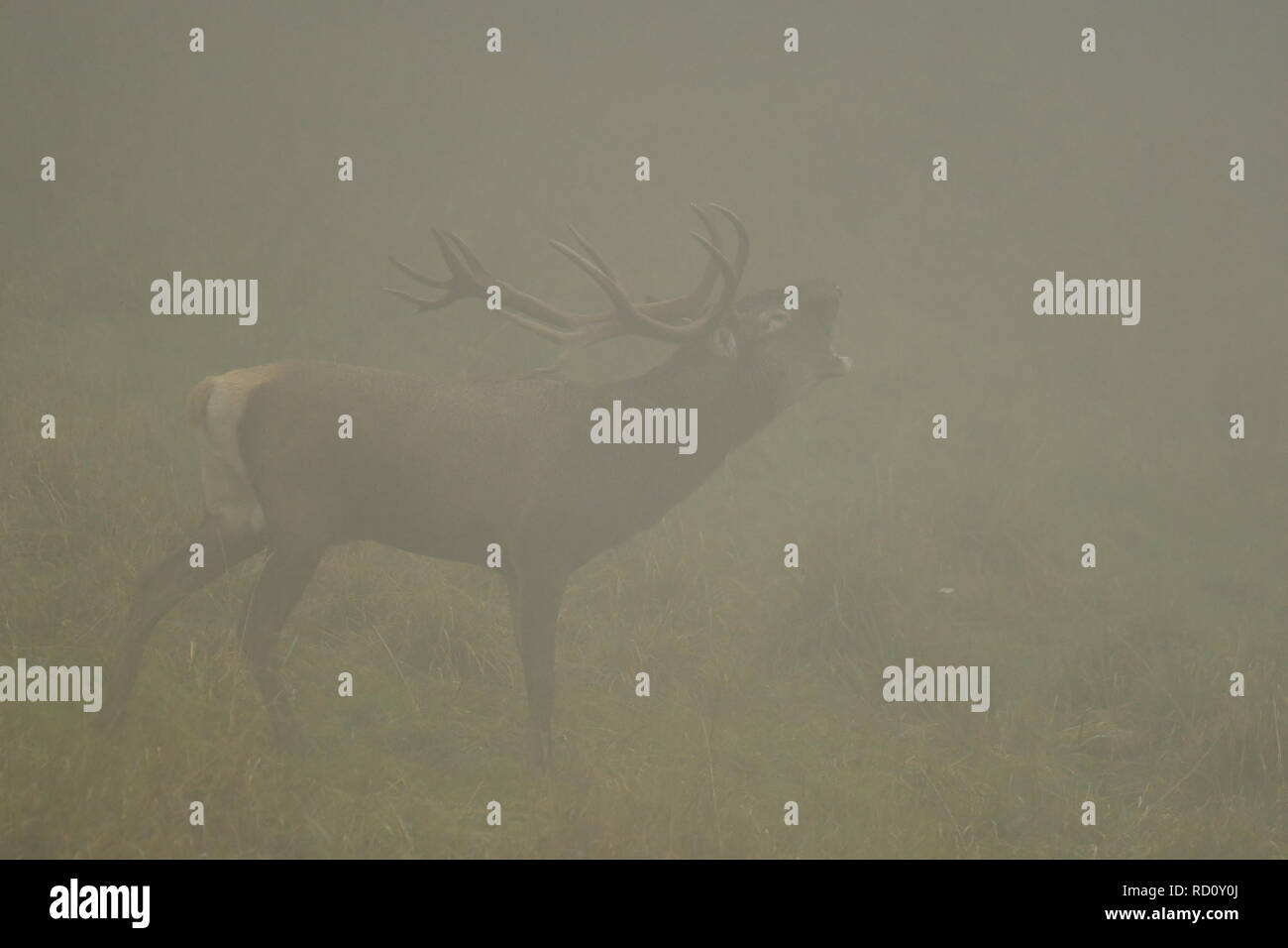 Il cervo (Cervus elaphus) in un prato vicino alla foresta durante il solco Foto Stock