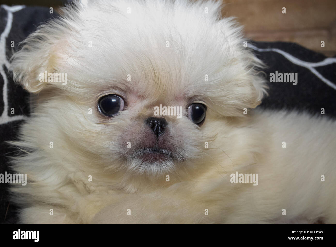 Ritratto di un cucciolo di un cinese di razza di cane - bianco Pekingese. Close-up. Foto Stock
