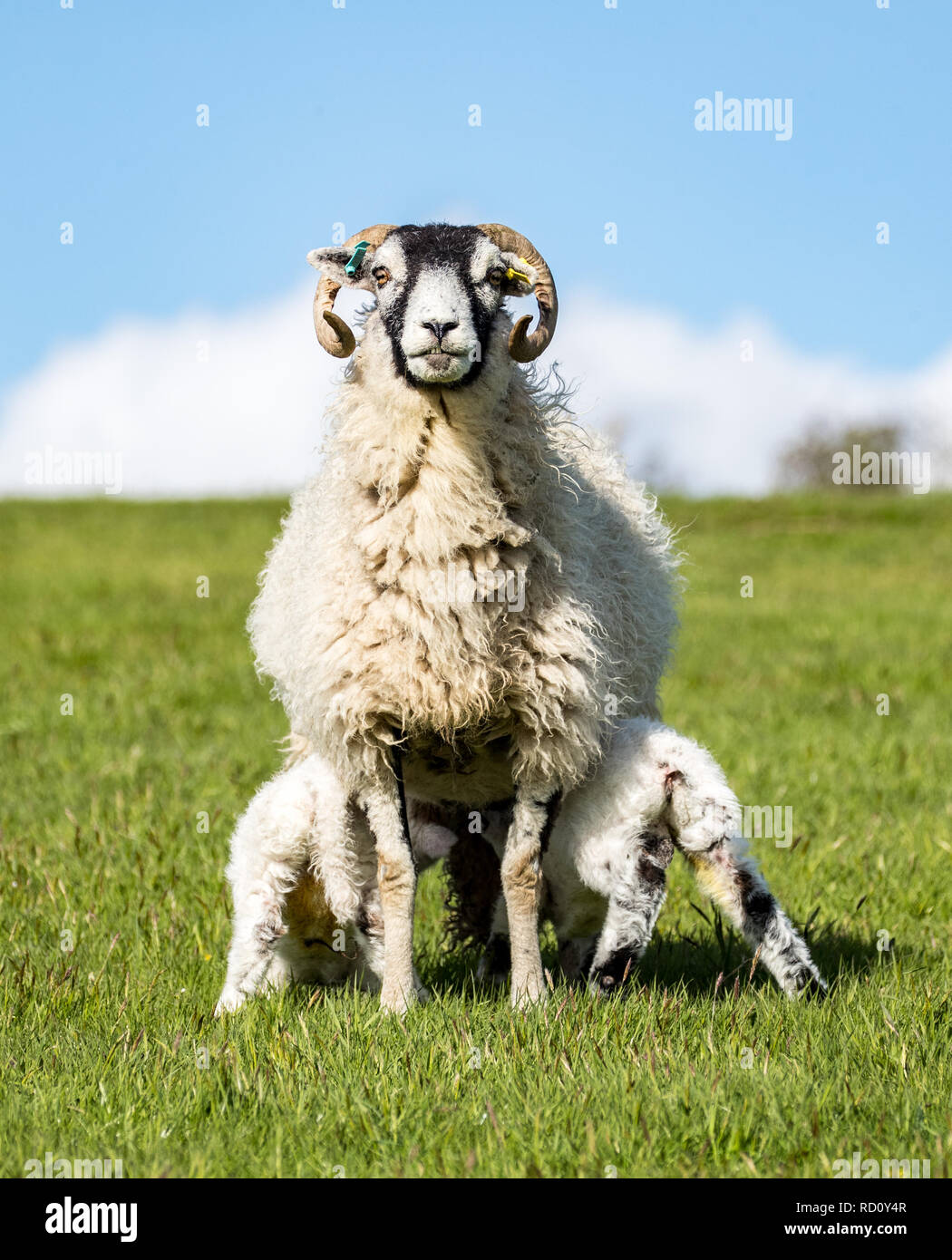 La madre gli ovini si fermò in un campo di agricoltori sul lussureggiante verde erba alimentando il suo twin baby agnelli. Essi sono il lattante dal suo teets. Foto Stock