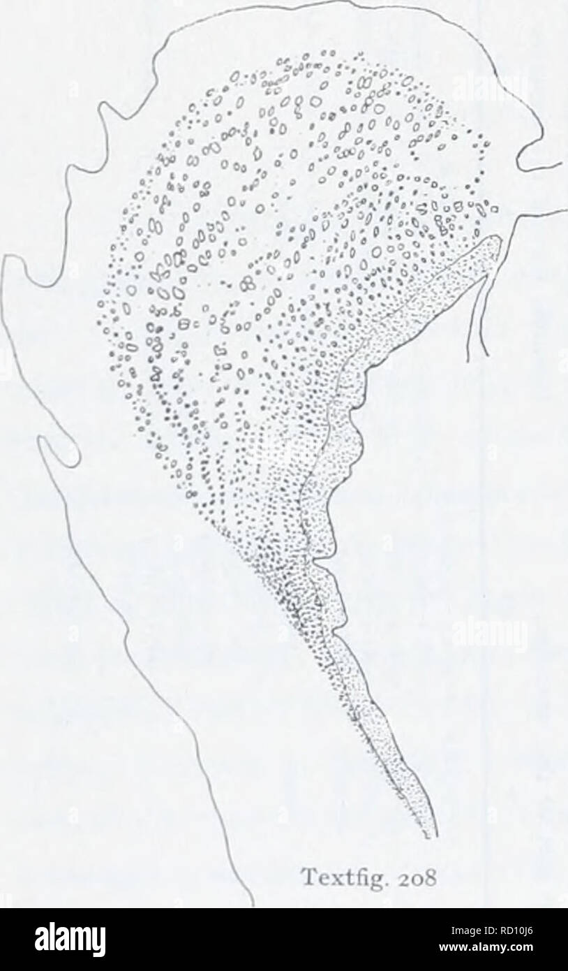 . Il danese Ingolf-spedizione. Animali marini -- regioni artiche; spedizioni scientifiche; regioni artiche. 226 ACTINIARIA figura dello sfintere di A.walteri, riprodotto da Kwietniewski (1898) - una specie di mia mente identi- cal con A. spetsbergensis - lo sfintere sembra essere ahuost alveolare. In sessualmente mature esemplari ma ho raramente trovato tracce di stratificazione nella parte mediana; questa stratificazione è, hove'er, mai come distinte come in Actinostola abyssorum e callosa. Il mesenteries sono disposti come nel tipo-campione, che ho potuto confermare da diversi esaminati specim Foto Stock