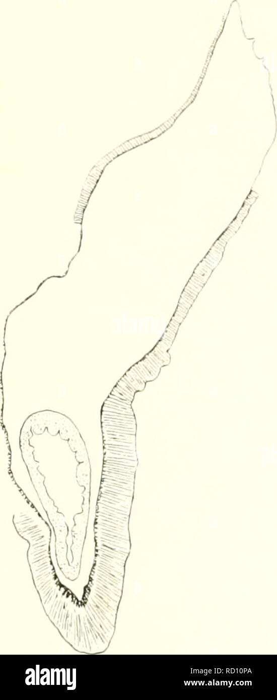 . Il danese Ingolf-spedizione. Animali marini -- regioni artiche; spedizioni scientifiche; regioni artiche. ACT! XI ARIA 49 stomata erano ben sviluppato come anche la nuiii^inale stomata in up])ermost parte del più forte mesenteries. Le gonadi erano presenti in tutti o quasi tutti mesenteries, il direetives può essere fertile. Fig. 55. Stephanaiige nexilh. Sezione trasversale del tentacolo. o sterile. A causa del forte sviluppo delle gonadi, riempiendo quasi tutta la cavità del corpo, non sono stato in grado di trovare qualsiasi acontia, in preparazioni di macerazione del. Si prega di notare che questi ima Foto Stock
