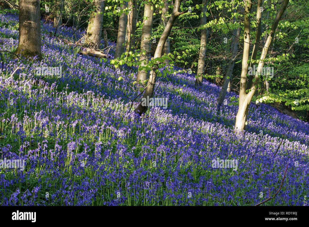 Regno Unito. Un inglese di legno in primavera, riempito con bluebells nativo (Hyacinthoides non scripta) Foto Stock