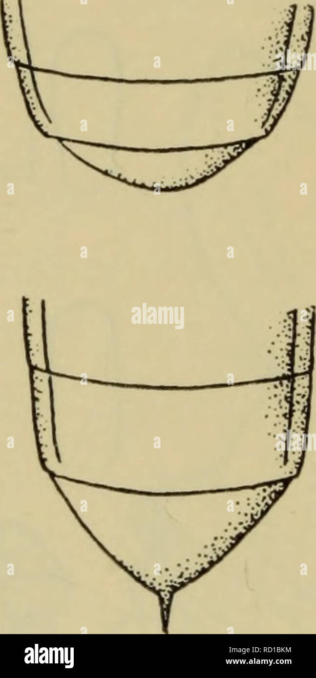 . Danmarks fauna; illustrerede haandbøger su den danske dyreverden... . Fig. 3;5. Fig. 37. J'ug. 34-37. Bibloplectus ?. Bagkropsspidsen. IMg. 34: spinosus; fig. 35: ambigiius; fig. 36: piisillus; fig. 37: minutissimus (efter Besuchet). (^: Parringsorganet og opercolo se la fig. 29. $: Sidste bugled som fig. 36. På fugtig bund i mos o. lign. Eksemplarer foreligger fra Engestofte mose. Malmmosen ved Holte og Sorte- dam mi Store Dyrehave. Ved forårssigtning og ved aftenketsning ho maj-juni. 2. B. spindsus RafTr. (Og Besuchet) (ambiguus + pusillus Pearce). Naerstående til den foregående, uomini adskilt Foto Stock