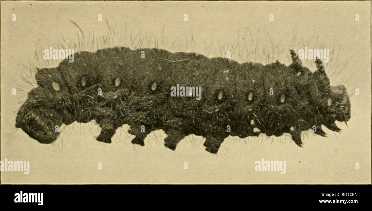 . Entomologia elementare. Entomologia. Le farfalle e falene 217. Fig. 345. Caterpillar della falena imperiale (Basilona imperialis). (Dimensione naturale) Sommario dei lepidotteri farfalle. Giorno volantini. Antenne clubbed. Ali tenuto verticalmente. Skippers {Hcsperina). Antenne agganciato. Vero farfalle (^Papilioitind). Coda forcuta farfalle {Papilio/iidae). Il bianco e il giallo farfalle {Pieridae), Gossamer-winged farfalle {Lycaenidae). Quattro-footed farfalle {Xynnphalidae). La tignola.s. Notte volantini. Le antenne non clubbed. Ali detenute piatta. Microlepidoptera. La famiglia (Tineidae). Foglia-minatori, vestiti mo Foto Stock