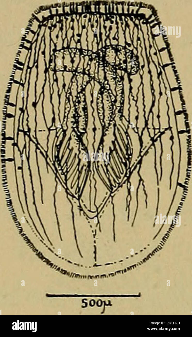 . Danmarks fauna; illustrerede haandbøger su den danske dyreverden... 352 til 1,65 mm (Plumatella fungosa), mens Cristatellider- nes Larver bliver indtil 2-3 mm store (Cristatella mucedo). Larven svømmer med,den animale Pol fremad og drejer sig tillige om peccato Laengdeakse. Sotto Cystidets Hud findes et Nervenet (Fig. 208 A), nogle Muskler samt Krophulens ydre Vaeg. Tentaklerne og Mundaabningen af. Si prega di notare che queste immagini vengono estratte dalla pagina sottoposta a scansione di immagini che possono essere state migliorate digitalmente per la leggibilità - Colorazione e aspetto di queste illustrazioni possono non assomigliare perfettamente Foto Stock